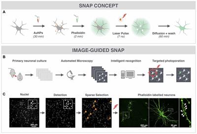 Selective Labeling of Individual Neurons in Dense Cultured Networks With Nanoparticle-Enhanced Photoporation